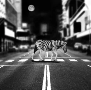 Drucke von Ein Zebraschild auf einer Stadtstraße an einem Zebraschild steht. Dazwischen stehen Autos und Gebäude im Hintergrund, unter dem vollgeglaubten Mond steigt der Himmel hell auf Fröhliche Drucke Von Tieren, Die Dinge Tun, Die Sie Zum Lächeln Bringen Werden Drucke: Verkehrslichtanlage für Zebras