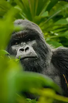 Volcanoes National Park Rwanda Drucke: George, Silverback Mountain Gorilla