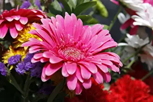 Daytime Flower Blooms Drucke: Gerbera -Gerbera-
