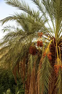 North Africa Landscapes Drucke: GhardaAOa