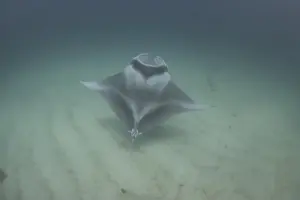 Ningaloo Reef Australia Drucke: Ghost manta