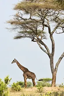 Giraffa Camelopardalis Images Drucke: Giraffe -Giraffa camelopardalis-, under an acaica tree, Tarangire, Tanzania