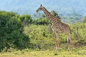 Daytime Outdoor Scenes Drucke: Giraffe -Giraffa camelopardalis-, Arusha Region, Tanzania