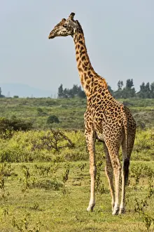 Colorful Animal Portraits Drucke: Giraffe -Giraffa camelopardalis-, Arusha Region, Tanzania