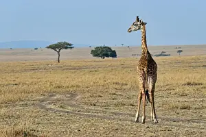 Maasai Mara Wildlife Photography Drucke: Giraffe -Giraffa camelopardalis-, with injury, Msai Mara National Reserve, Kenya