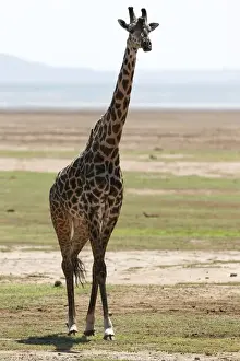 Giraffe-Giraffa camelopardalis-, See von Manyara Nationales Park, Tansania, Afrika