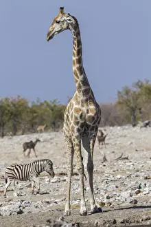 Namibia National Park Images Drucke: Giraffe -Giraffa camelopardalis-, Etosha National Park, Namibia