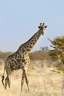Namibia Safari Animals Drucke: Giraffe -Giraffa camelopardalis-, Etosha National Park, Namibia