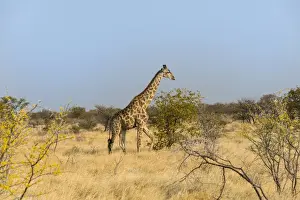 Hoofed Mammal Images Drucke: Giraffe -Giraffa camelopardalis-, Etosha National Park, Namibia