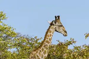 Hoofed Mammal Images Drucke: Giraffe -Giraffa camelopardalis-, Etosha National Park, Namibia