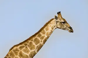 Blue Sky Nature Photos Drucke: Giraffe -Giraffa camelopardalis-, Etosha National Park, Namibia