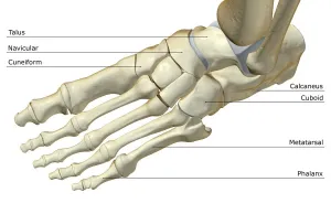 Oberer Blick auf die Anatomie des Knochens der Fußgelenke. Die Struktur der Knöchel im Fußbereich. Die einzelnen Knochen und das Gelenkgebiet am Fuße