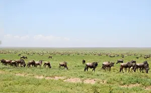 Tanzania Tourism Drucke: Gnus in the savana