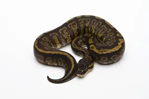 Drucke von Granatbauch-Python oder Königspython, weiblich Python Drucke: Grauwacken-Python oder Königlicher Python, weiblich