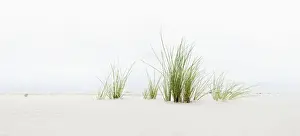 Bilder Datiert 24. August 2012: Gras am Strand mit Panoramablick auf die Inseln der Nordfrisia in Deutschland und Europa