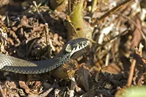 Snake Photography Drucke: Grass snake (Natrix natrix)