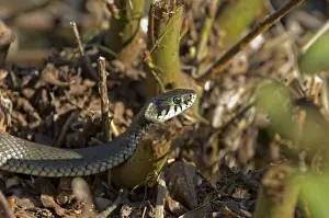 Grasenschlange (Natrix natrix)