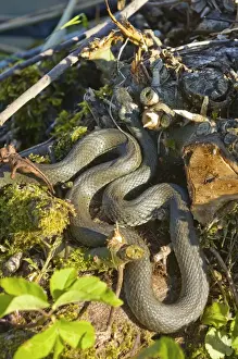 Snake Species Drucke: Grass snake (Natrix natrix)