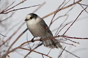 Drucke von Grauer Geiervogel oder Grauer Geier Kanada-Geiervogel oder Whiskyjack Perisoreus canadensis in der Provinz Yukon im kanadischen Territorium Verwandte Bilder Drucke: Graubärstorch (auch Grauer Bärenhuhn oder Kanada-Peipir), Perisoreus canadensis