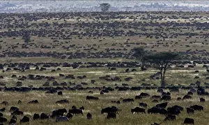 Tanzania Travel Destinations Drucke: The great migration