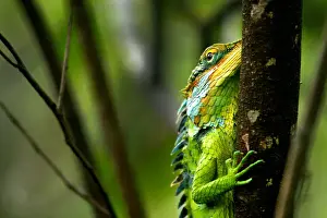 Animal Body Part Photography Drucke: Green Forest Lizard