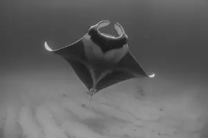 Western Australia Travel Destinations Drucke: Grey Manta