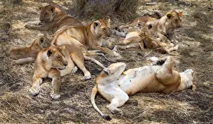African Animal Photography Drucke: Group of sleeping lions