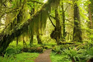 Fine Art Landscape Photography Drucke: Hall of Mosses