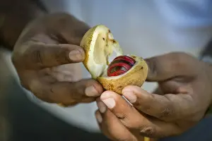 Hande halten mit einer Muskatnuss (Muskat) und ihrem Schale Myristika fragrans aus Pfeffermais umgeben von der Insel Perle im Bundesstaat Kerala Indien