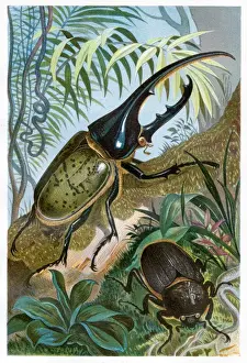 Herculeskäfer Chromolithografie 1884