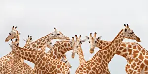 Wildlife Photography Kenya Drucke: Herd of giraffe