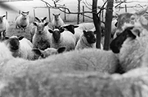 Archival Fine Art Prints Drucke: Herd Of Sheep