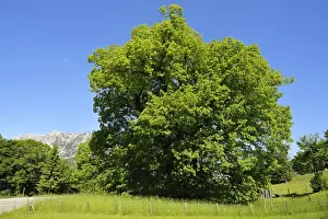 Hindenburg-Linde ist eine Tilsilbe (Tilia platyphyllos), die etwa 1100 Jahre alt ist und einen Stammumfang von 11.5 Metern hat; sie steht in Ramsau bei Berchtesgaden im Bezirk des Berchtesgadener Landes, Bayern