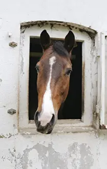 Animals In Captivity Photos Drucke: A horse looking out of its stable