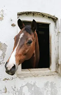 Drucke von Ein Pferd im Stall aussehen Equidae Drucke: Ein Pferd aus seinem Stall hinaus blickt