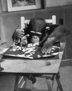 Drucke von Londons Tierpark-Held chimpanses Kongo ist hart am Werk an seinem neuesten Gemälde mit beiden Händen und einem Fuß im August 1957. (Foto von John Pratt/Kirchenstätten/Google Images) London Drucke: Künstler Affe am Arbeitsplatz
