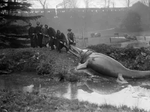 Fox Photos Getty Images Archive Drucke: Bath Day