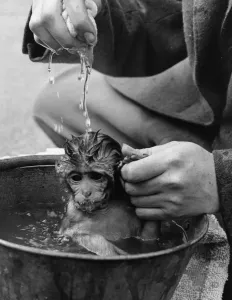 Whipsnade Zoo Animals Drucke: Bathtime For Monkey