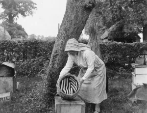 Vintage Garden Photography Drucke: Beekeeper