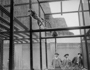 Wildlife Photography Gallery Drucke: In Captivity