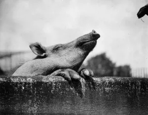 Wildlife Photography Artwork Drucke: In Captivity
