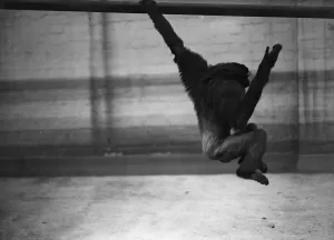 Captive Primate Drucke: In Captivity