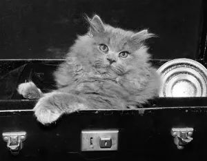 Domestic Cat Photography Drucke: Cat Case
