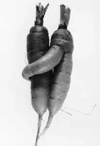Kuschel Karotten