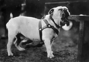 Domestic Animal Images Drucke: Determined