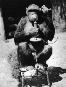 FPG Photography Archive Drucke: Dial M For Monkey