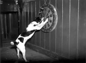 Hundschussdart