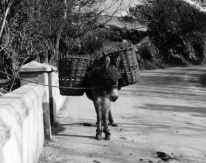 County Kerry Landscape Drucke: Donkey