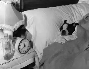 Drucke von Viertel Dezember 1962: Bart ein junger Boston-Terrier schläft im Bett seiner Besitzerin nach sechs Monaten in Quarantäne Schlafzimmer Drucke: Lass es ruhen