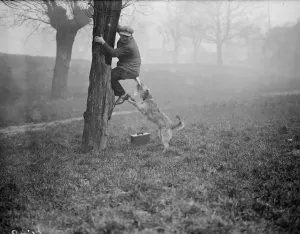 Fox Photos Getty Images Drucke: Gotcha